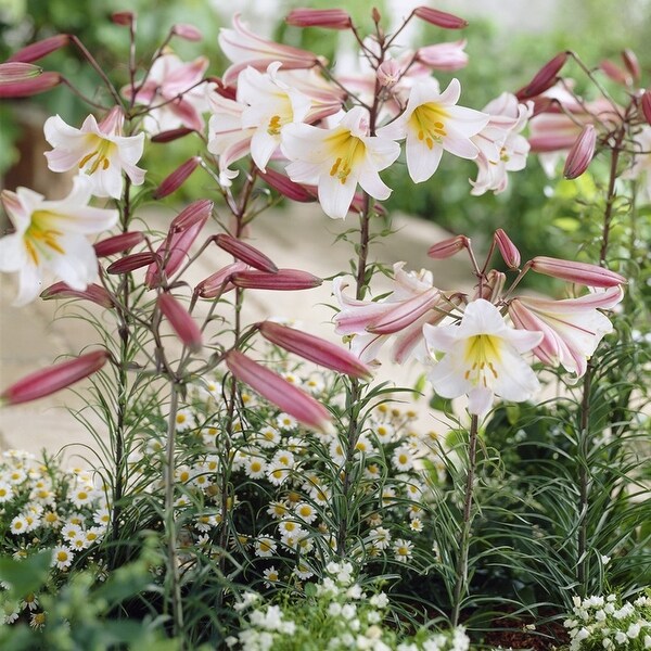 Van Zyverden Lilies Regale Set of 5 Bulbs - Bed Bath & Beyond