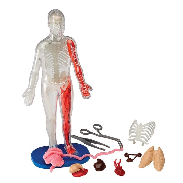 Shop Human Skull and Brain - SmartLab Toys Squishy Body 