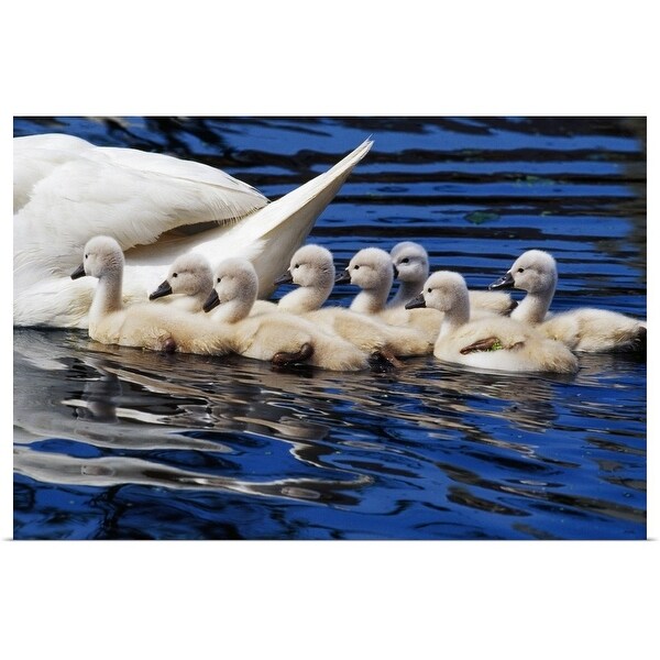 "Mute swan with cygnets, close up, Michigan" Poster Print
