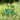 Glitzhome 24"H St. Patrick's Metal Shamrocks Wagon Yard stake or Wall Decor