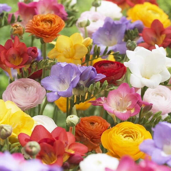 Van Zyverden Grand Freesia & Ranunculus Blend Set of 10