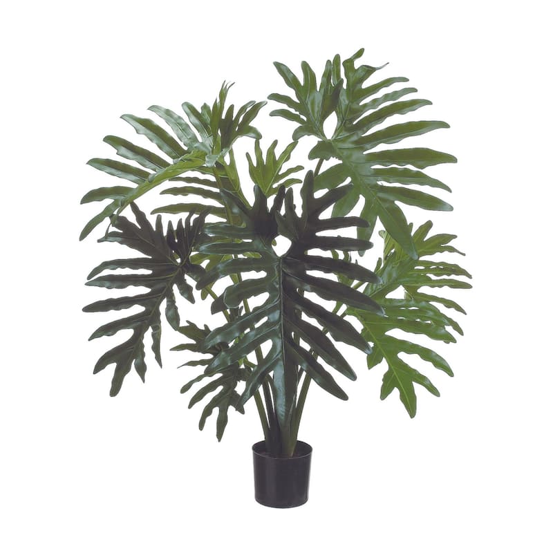 Philodendron Plant - Green