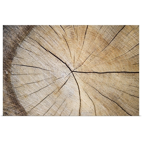 "Cross section of tree trunk" Poster Print
