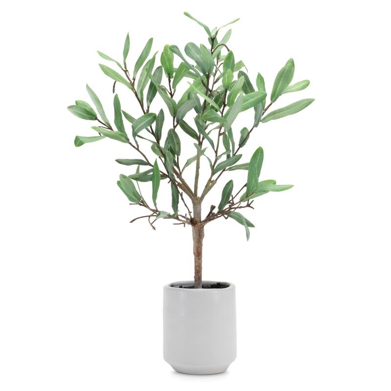Potted Olive Leaf Topiary 17.5"H - Green, Brown