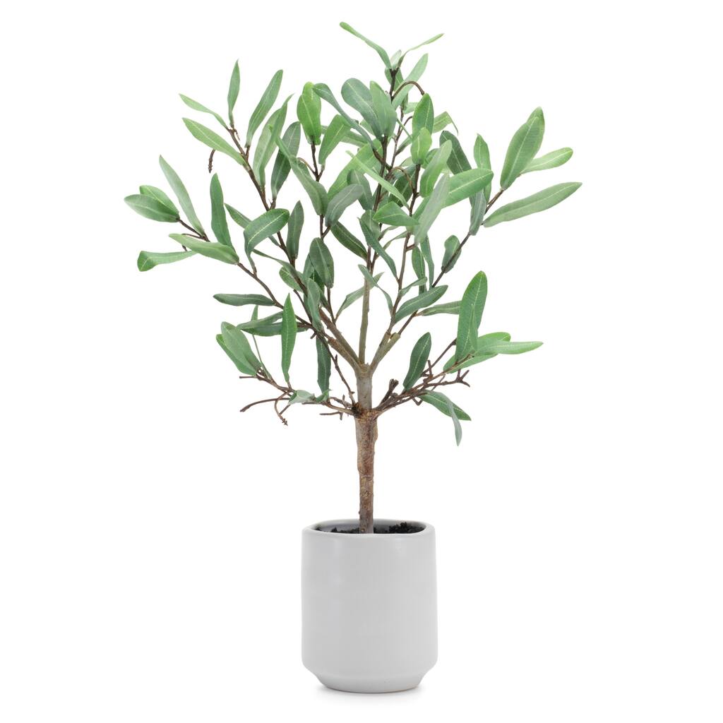Potted Olive Leaf Topiary 17.5"H - Green, Brown