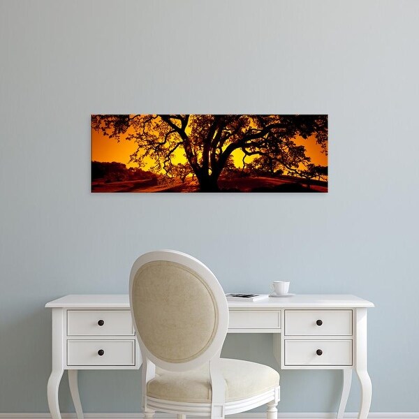 Easy Art Prints Panoramic Image 'Silhouette of Coast Live Oak trees (Quercus agrifolia), California, USA' Canvas Art