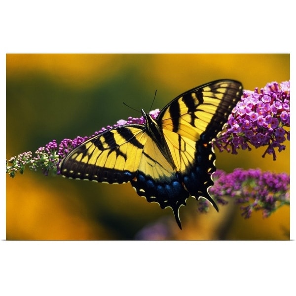 "Male Tiger Swallowtail Butterfly On Blooming Purple Flower" Poster Print