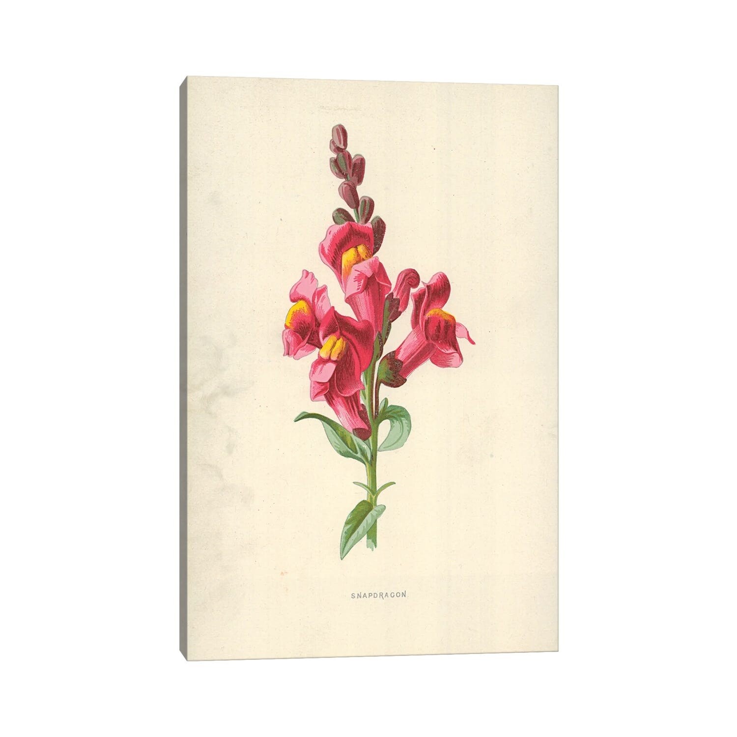 iCanvas "Snapdragon (Illustration From Flower Painting In Water Colours)"  by Frederick Edward Hulme Canvas Print - Bed Bath & Beyond - 33517757