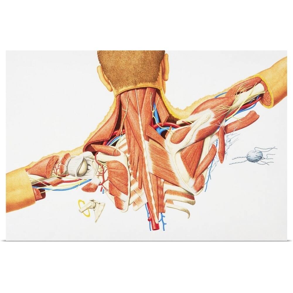 Human internal anatomy of upper back male - Multi