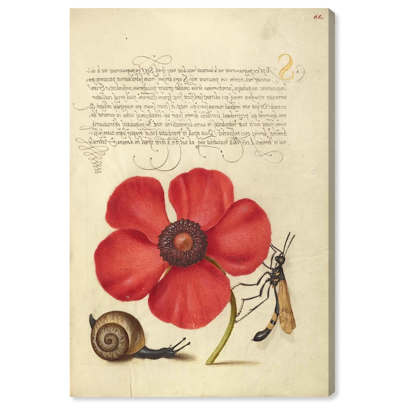 Wynwood Studio Canvas Floral and Botanical Hoefnagel - Terrestrial Mollusk Poppy Anemone and Crane Fly Wall Art Canvas Print