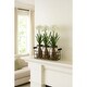 preview thumbnail 4 of 3, HomeStock Paper Whites in Glass Jars in Metal Holder - Vintage Faux Floral Set for Charming Décor - 14