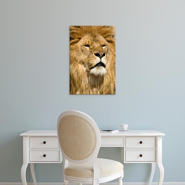 Easy Art Prints Joe & Mary Ann McDonald's 'African Barbary Lion' Premium Canvas Art