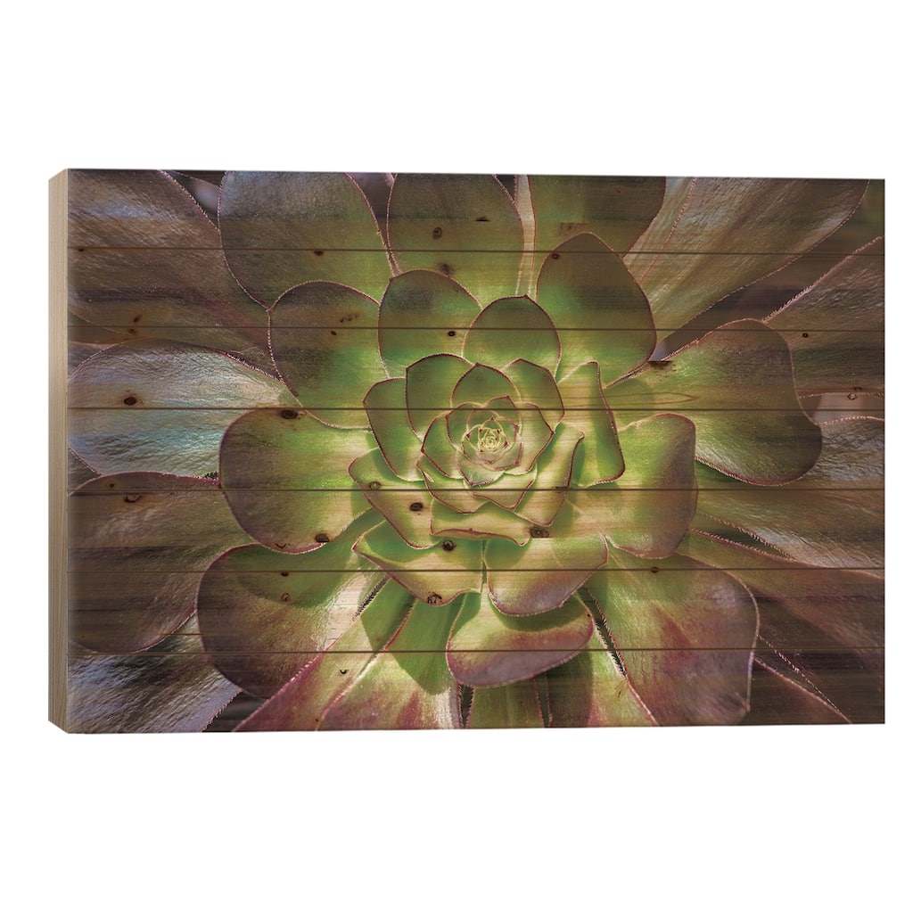 Black Rose Print On Wood by Barbara Markoff - Multi-Color