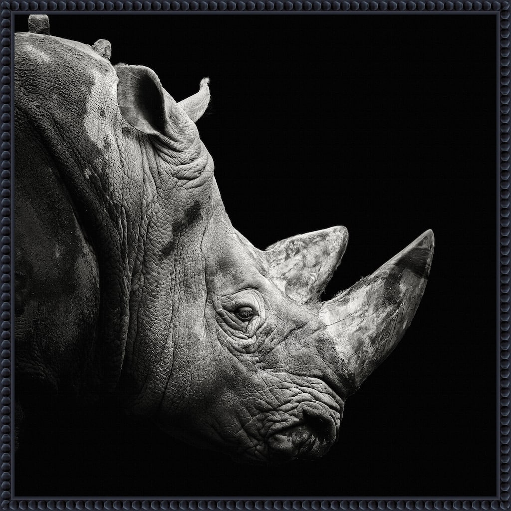 Rhino by Christian Meermann Framed Canvas Wall Art Print