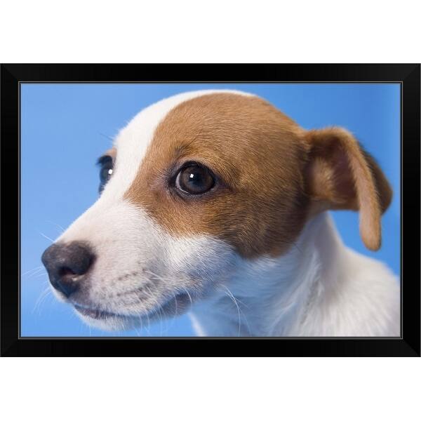 Wallpaper Shop Jack Russell Dog Black Framed Print On Sale Overstock For iPhone