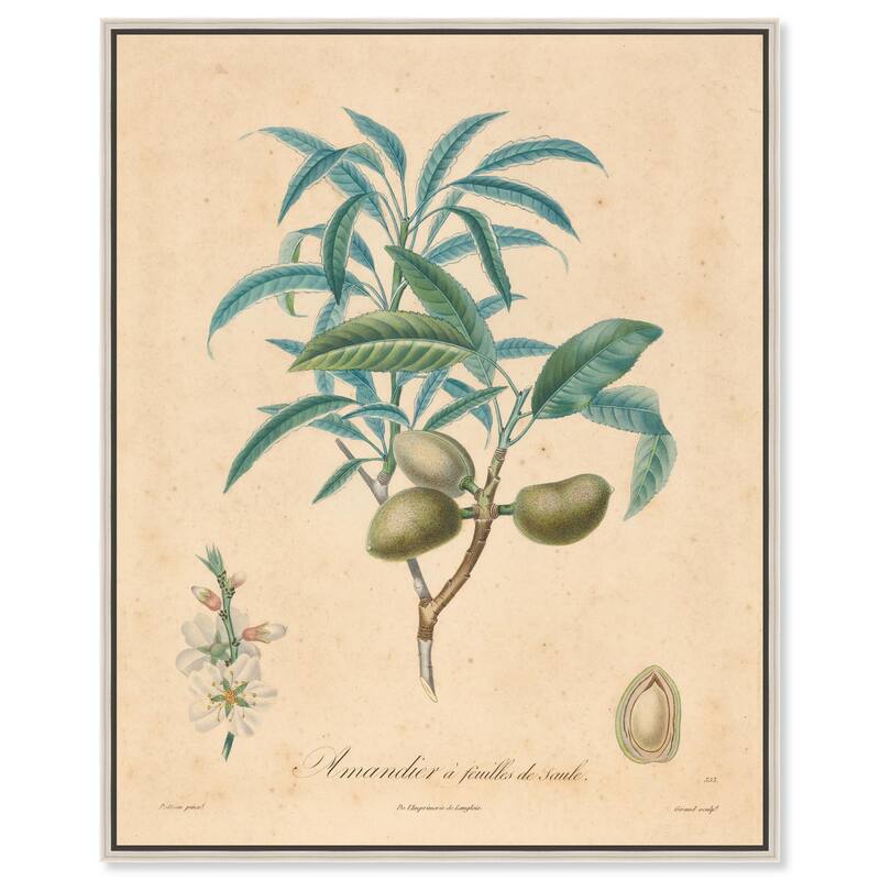 Almond of Georgia II Canvas by Art Remedy - Silver - 16" x 20"