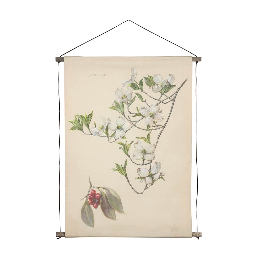 Botanical Study-Cornus Florida
