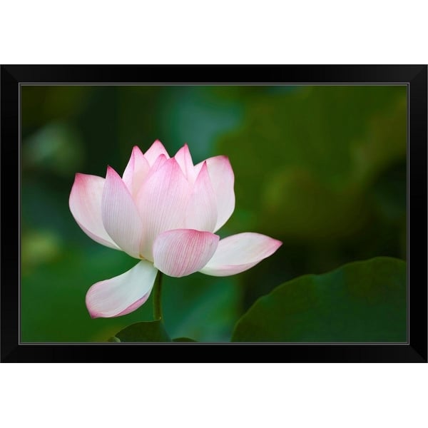 "Close-up of a pink water lily" Black Framed Print