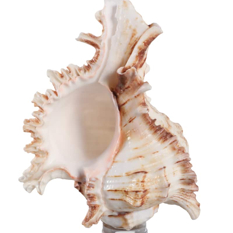 Glass Shell Decorative Object Crystal Block Base Coastal Glam Design