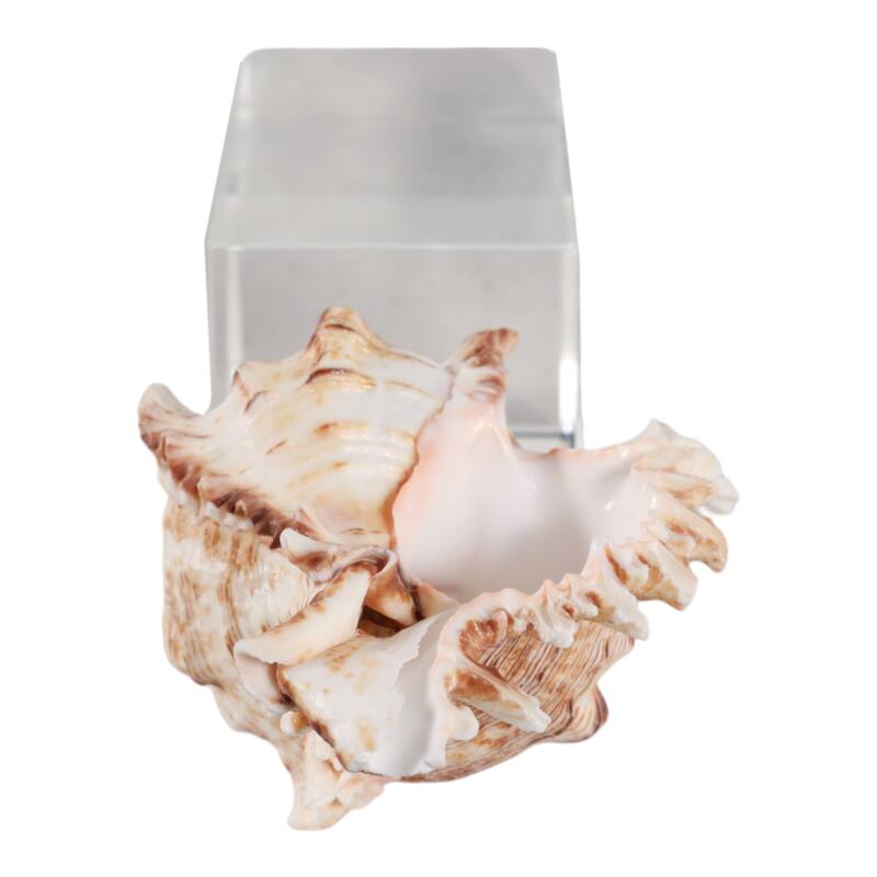 Glass Shell Decorative Object Crystal Block Base Coastal Glam Design