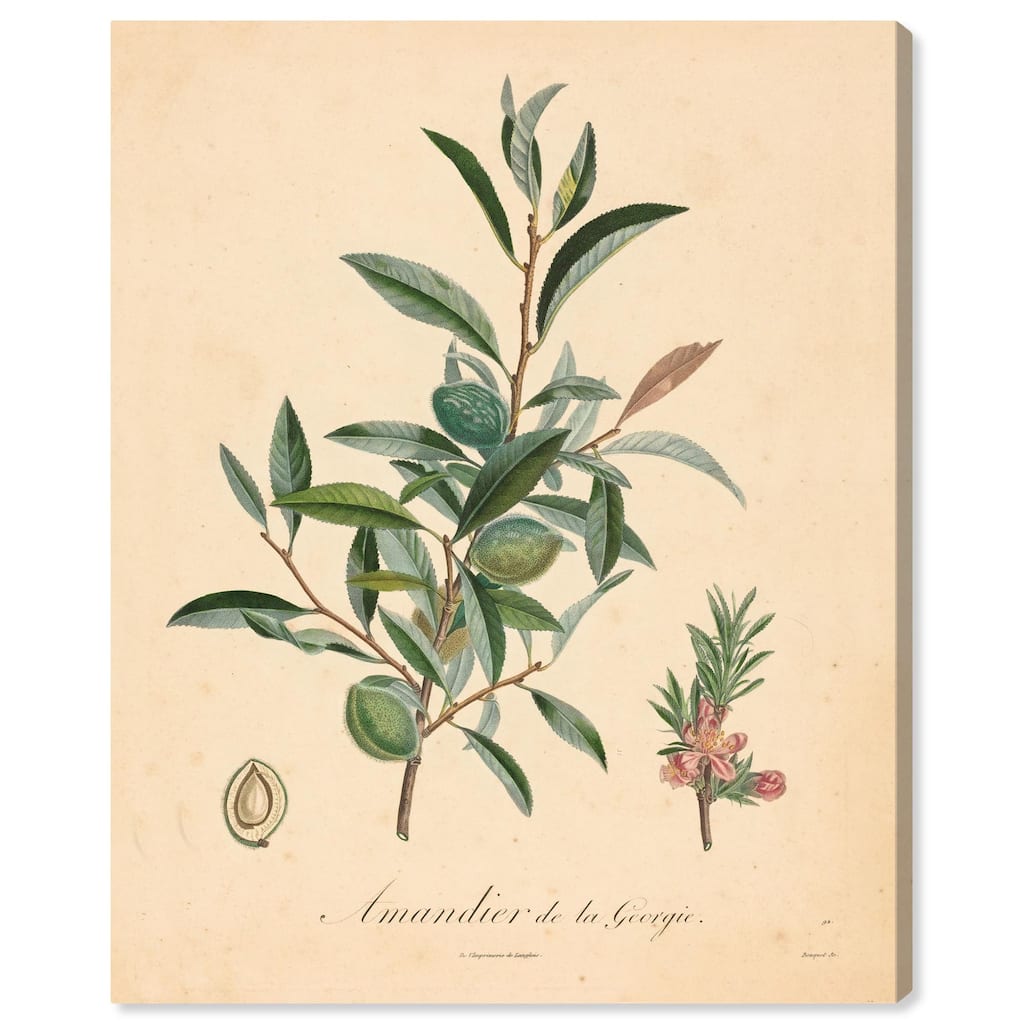 Almond of Georgia I Canvas by Art Remedy, Gallery Wrapped