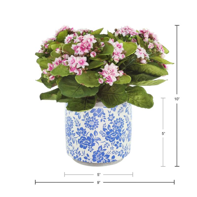Kalanchoes in Decorative Ceramic Pot