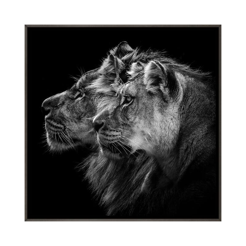 iCanvas "Lion And Lioness Portrait" by Laurent Lothare Dambreville Framed - Charcoal - 18x18