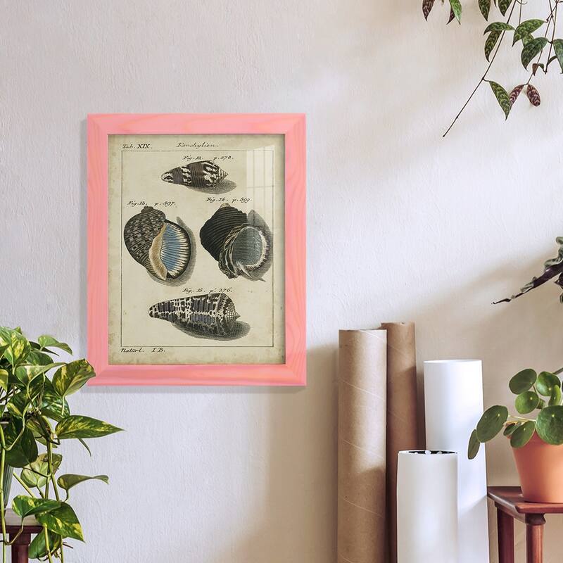 Vintage Shell Study III -Framed Print w/glass-Cherry Red