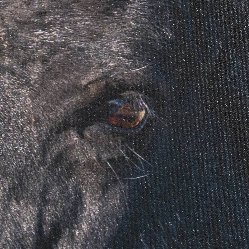 Wild Horses