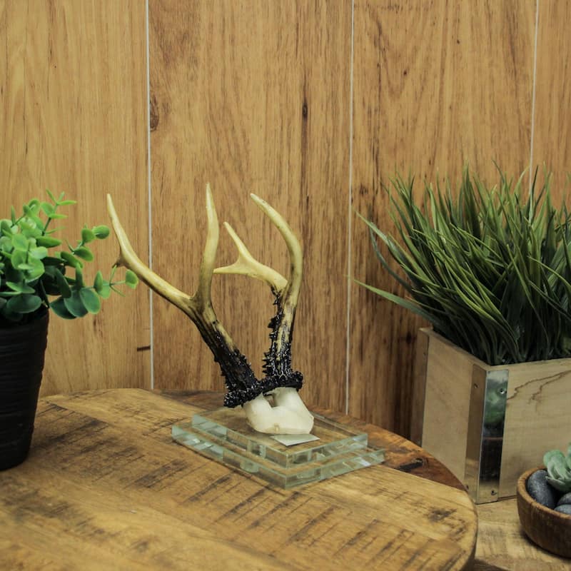 Alpine Chamois Horns Replica Glass Backed Wall Hanging