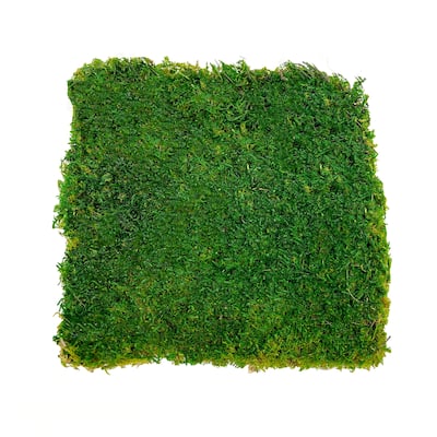 Green Flat sheet Moss 2 sq feet - 12x12