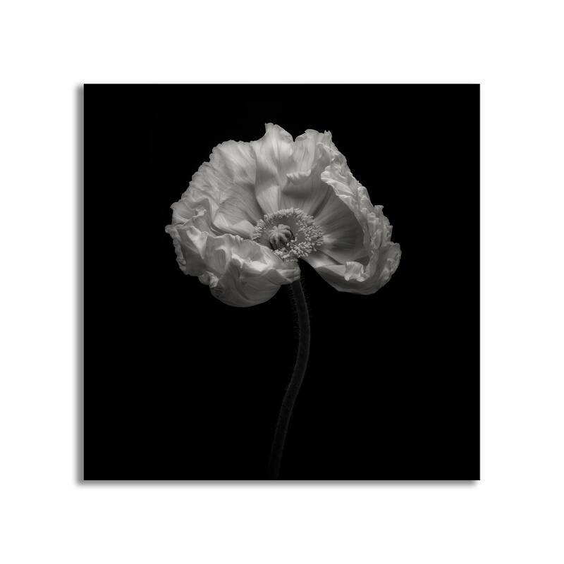 "Poppy" Framed Print Wall Art by Lotte Gronkjar