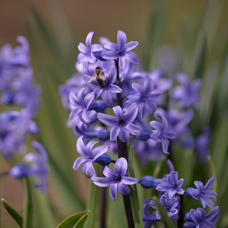 Blushing Blue Double Hyacinth - Fragrant Blue Flowers - 10 Bulbs - Attracts Butterflies, Bees & Hummingbirds - 10 Bulbs