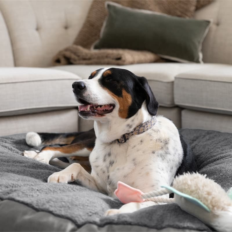 Jaxx Robbi Dog Bed Premium Synthetic-Fur Memory Foam Bean Bag Bed