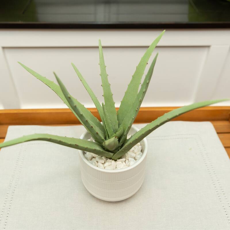 14" Aloe in 6" Barcode Footed Ceramic
