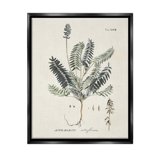 Stupell Vintage Nature Diagram Framed Floater Canvas Wall Art Design By ...