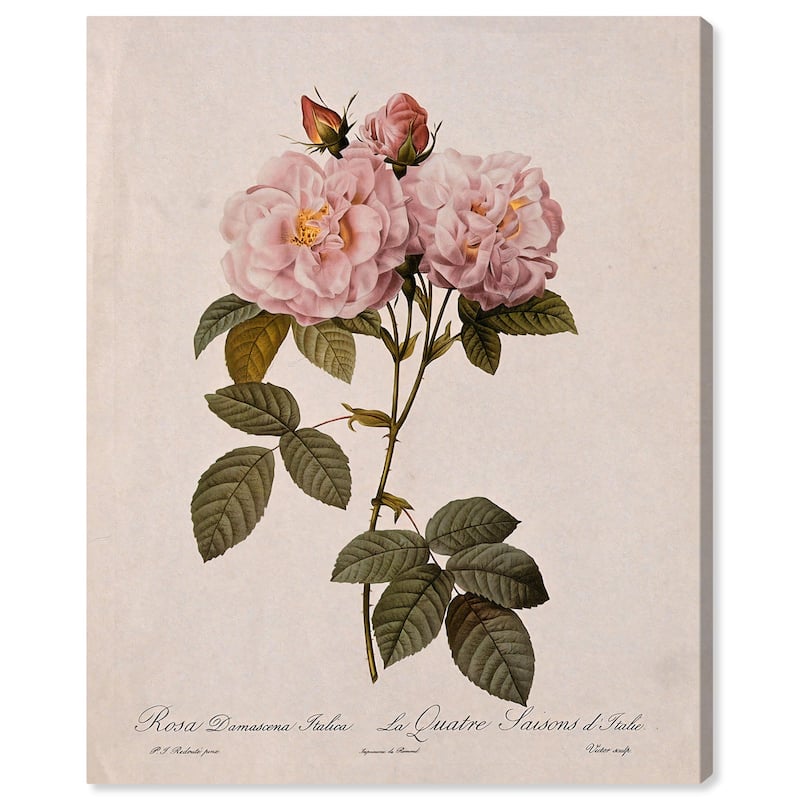 Damask Rose Canvas by Art Remedy, Gallery Wrapped - 30" x 36"