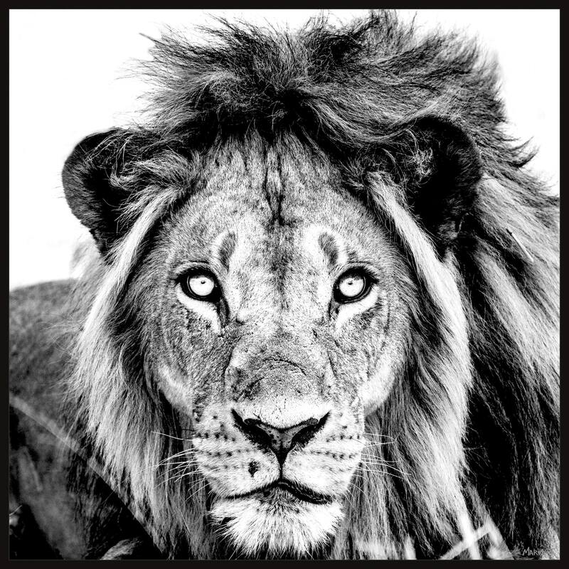 Mighty Lion Floater Framed Print on Canvas