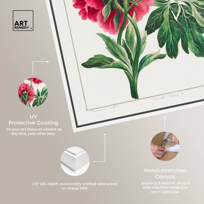 Double Peony (1789) Canvas by Art Remedy