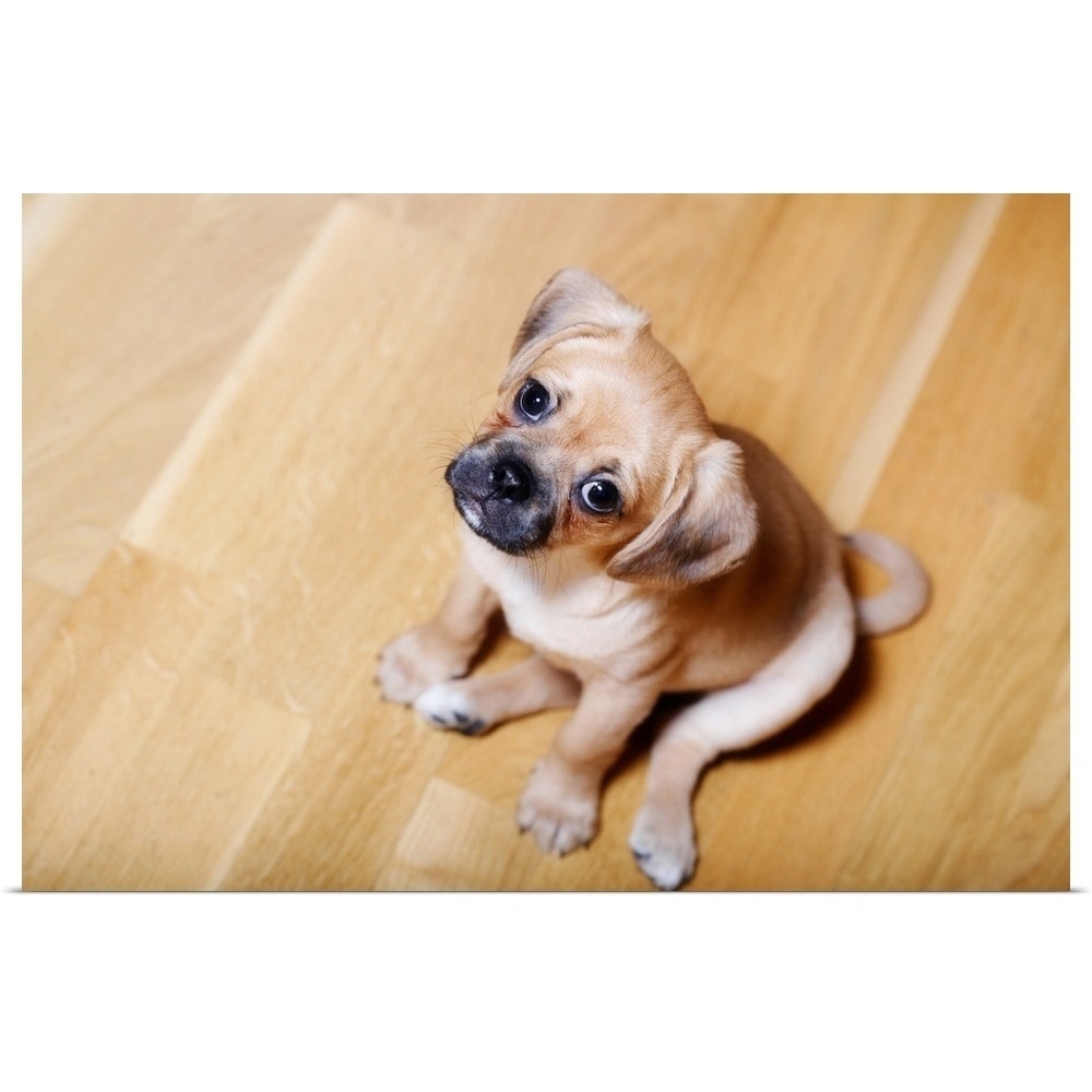 King Charles Spaniel Pug Mix Pug Cross Cavalier King Charles