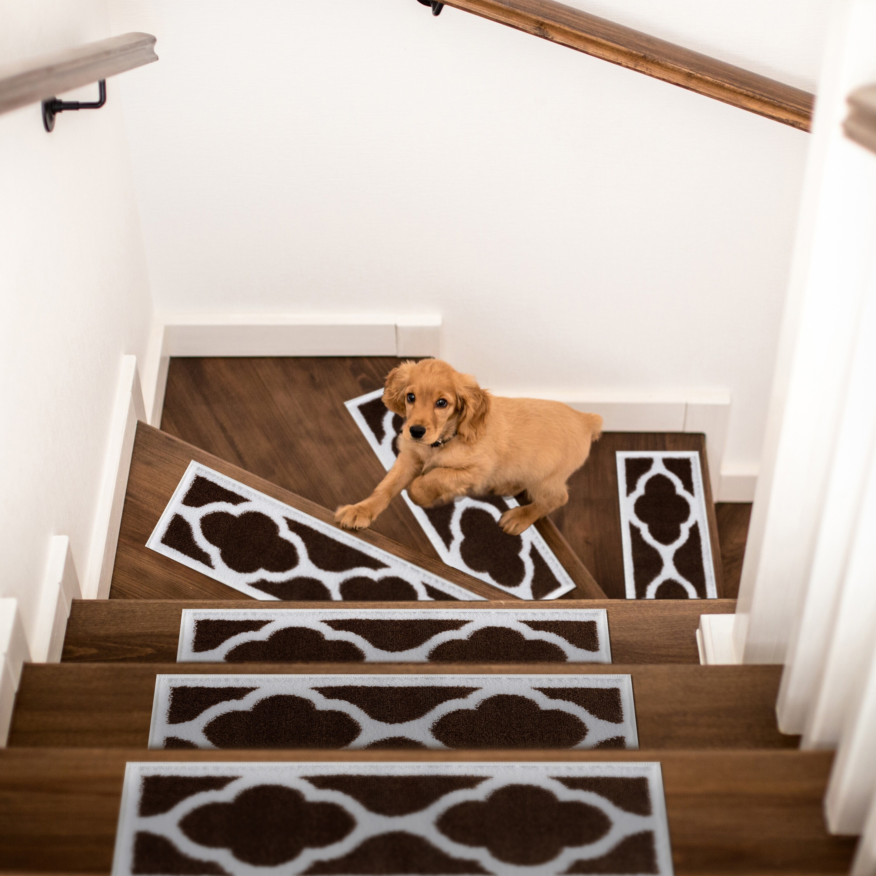 Dog slipping on wood stairs best sale