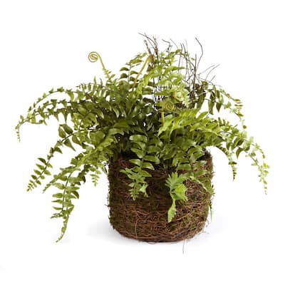 Boston Fern Rustic Drop-In 12" - Green
