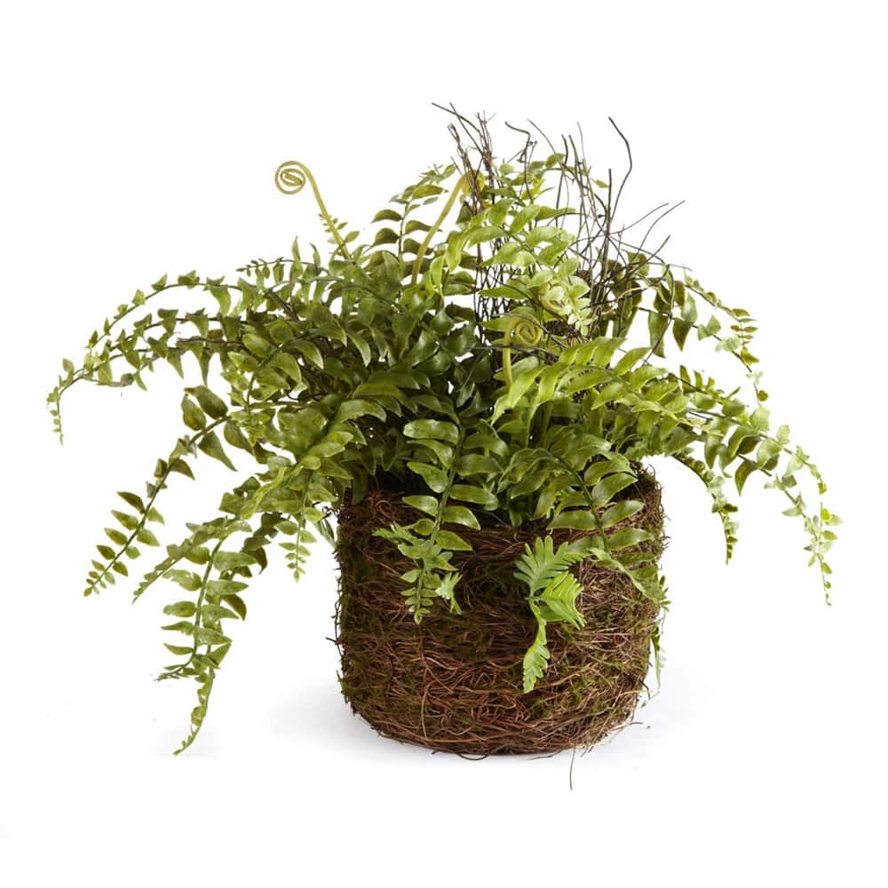 Boston Fern Rustic Drop-In 12" - Green
