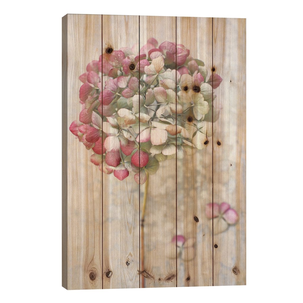 Pastel Dried Hydrangea II Print On Wood by Alyson Fennell - Multi-Color