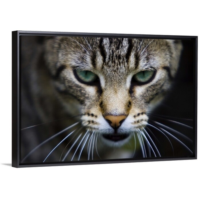 Shop Cat With Whiskers And Blue Eyes Black Float Frame Canvas