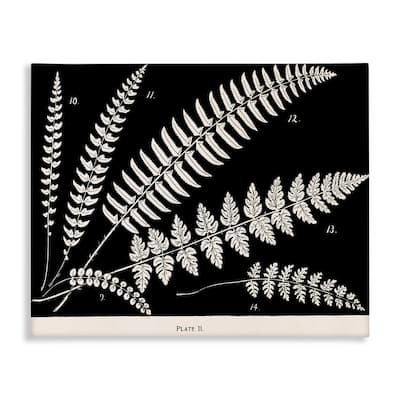 Stupell Fern Studies on Black Canvas Wall Art Design By Phillipa Katz