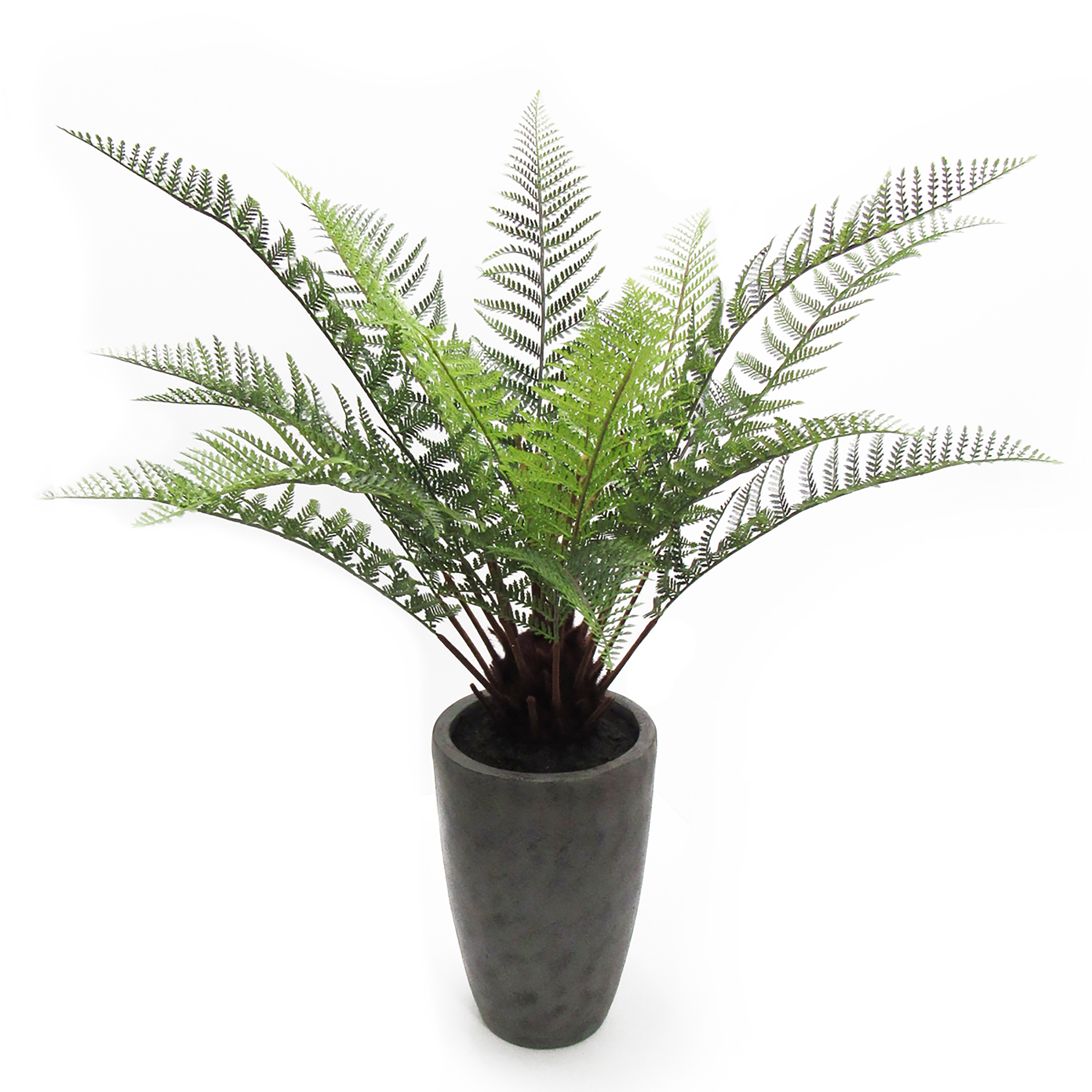 3 5ft Fern Plant In Large Grey Planter 42 H X 46 W X 46 Dp On Sale Overstock 3 5ft Fern Plant In Large Grey Planter 42 H X 46 W X 46 Dp On Sale Overstock