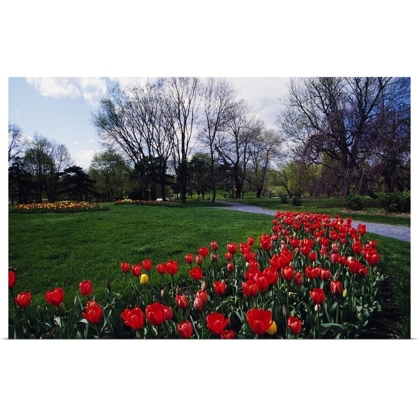 "Tulip flower bed blooming in park, New York" Poster Print
