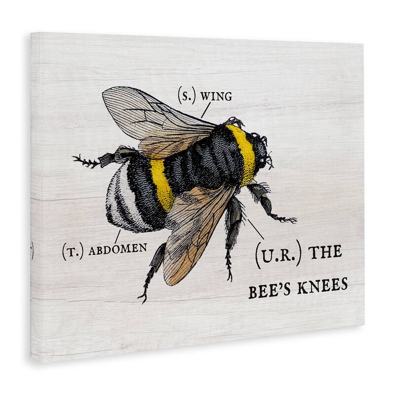 Stupell Anatomy of Honey Bee Pun Charming Bee's Knees Canvas Wall Art
