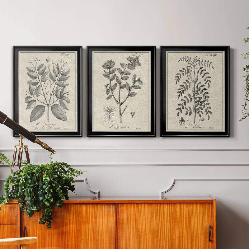 Antique Black & White Botanical VII Premium Framed Canvas - Ready to Hang - Multi-Color
